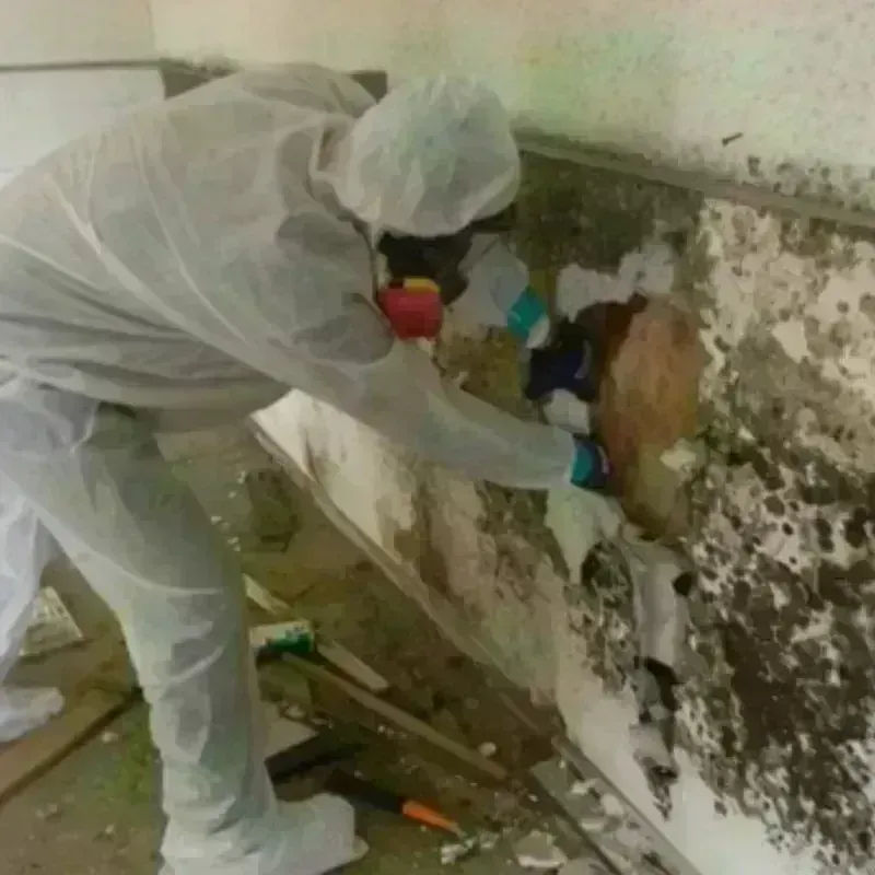 Mold Remediation and Removal in Sachse, TX